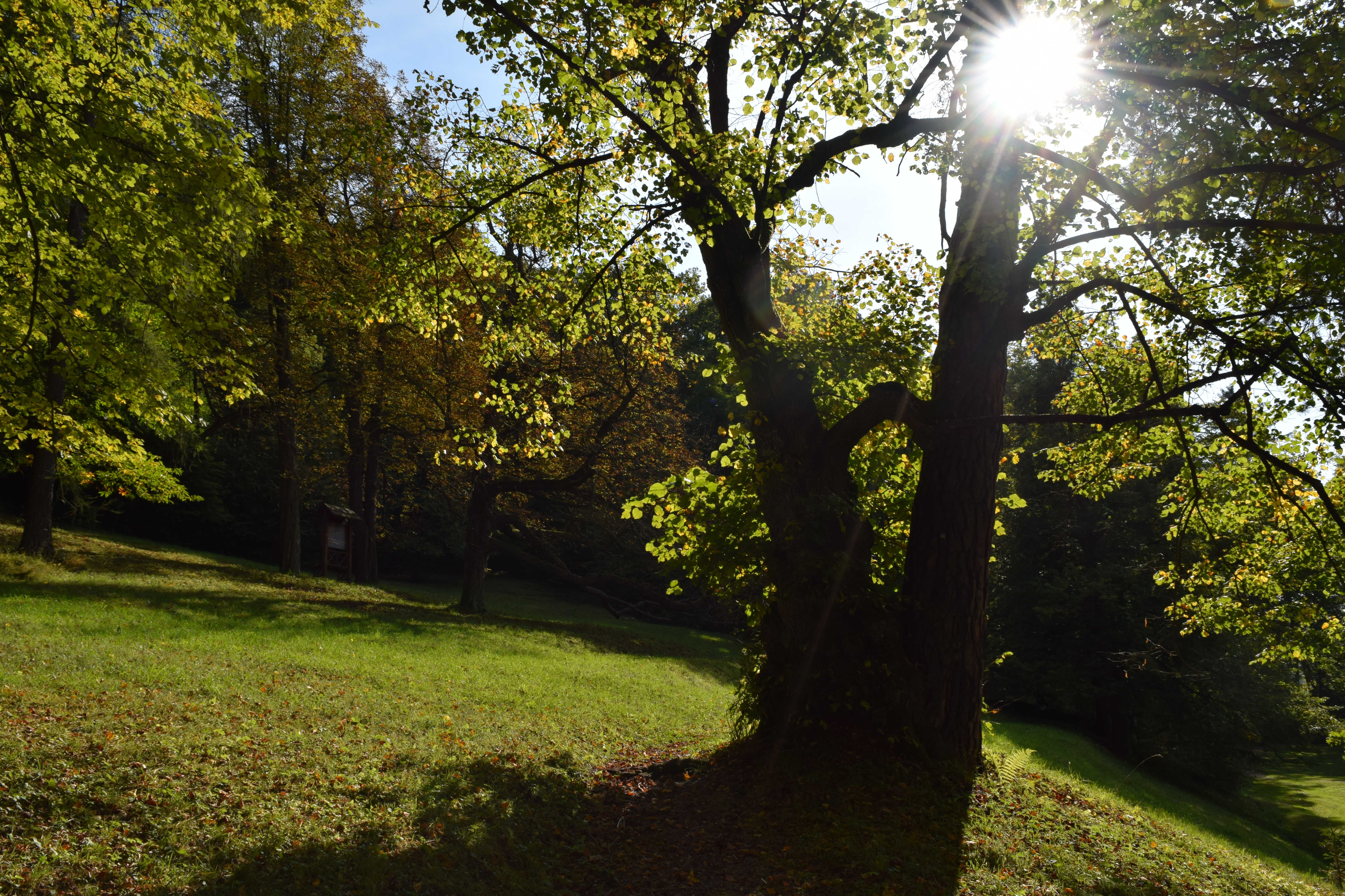 Park in St. Anton